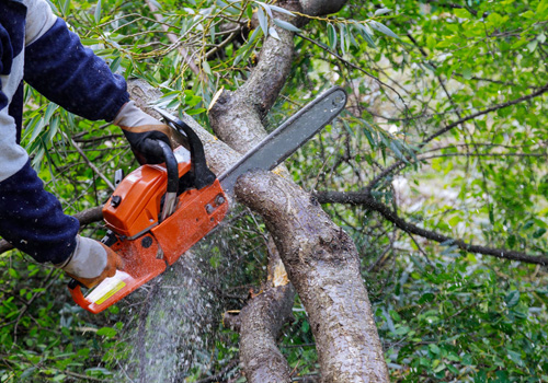 Sinclair Tree Care